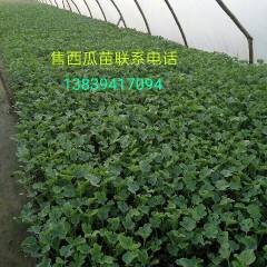 扶沟西瓜苗 现在预订西瓜苗开始