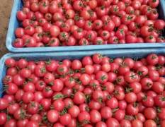 莘县园粉柿子现在大量上市了，口感好