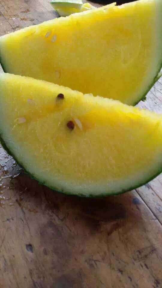 东台四月中旬大量热销特小凤小兰黄瓤瓜