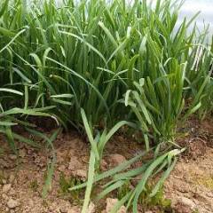 开封祥符区大棚韭菜大量上市走货之中