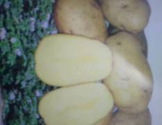 黑龙江北林荷兰十五土豆早熟品种