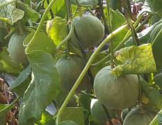 蒙古族自治区蔬菜几万亩，主营甜瓜，西红柿