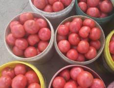 2018济阳本地西红柿上市了，果型好