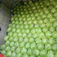 山东郯城【中甘21甘蓝】3～5月份大量上市。