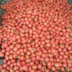 费县红颜至尊西红柿口感佳，成色好，货源充足