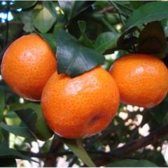 道县 砂糖橘急售，果子个大圆润