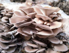 临漳大量出售大棚蘑菇 鲜平菇 刚上市