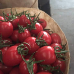 寿光圣女果，哈密瓜等常年供应！