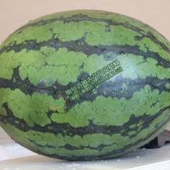 瑞丽畹町长合公司甜王西瓜
