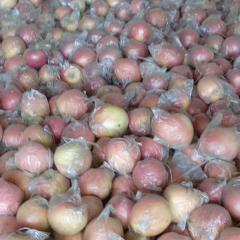 新年伊始，临猗红富士苹果大量供应