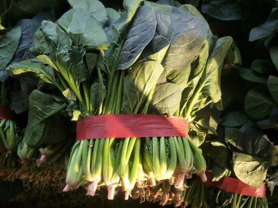 2018年山东金乡大叶菠菜价格