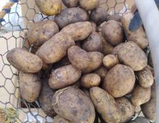 北林马铃薯种薯 出售大量马铃薯种子