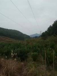 鹿寨县中渡镇20亩沙糖桔转让