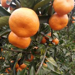 崇左市江州区左州镇青糖橘上市 了