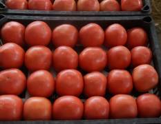 永年西红柿大量上市，质量好，货源充足