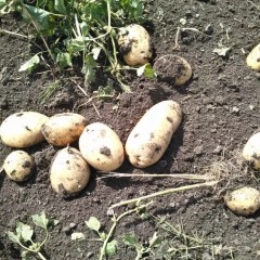 黑龙江依安大量出售种子菜豆，品种齐全