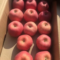 大荔冷库红富士大量供应，膜袋，纸袋，纸夹膜