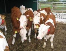 忻府肉牛 现有大量各种肉牛犊上市