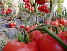 随着气温升高，济阳本地区西红柿上货量大