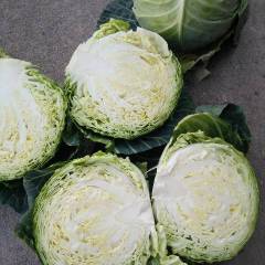 四川西昌甘蓝大量上市