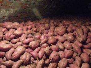 山东临沂沙土地优质红薯