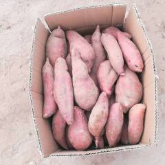 河南开封县西瓜红红薯口感面甜