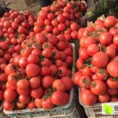 山东费县硬粉毛粉西红柿大量上市秀海合作社