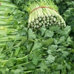 本地万亩小西芹刚刚上市质量第一服务周到