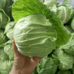 铜山区黄集镇运城村甘蓝，苞菜