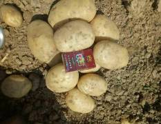 德宏州盈江县的冬季土豆正在上市中