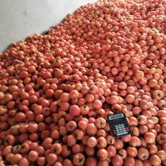 山东费县硬粉西红柿色泽好，质量保证