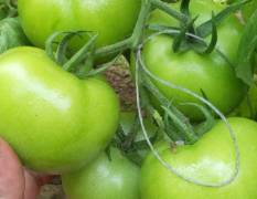 2018滑县西红柿 豫北番茄种植面积最大