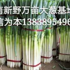 河南南阳市新野县万亩  日本钢葱大葱