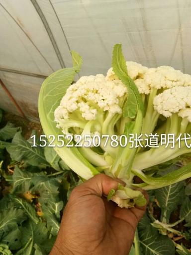 2014年江苏沛县青梗有机松花菜价格