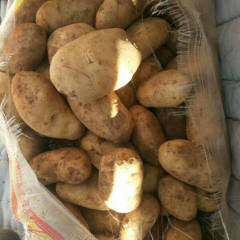 诚信武川四子王旗土豆代办经纪人