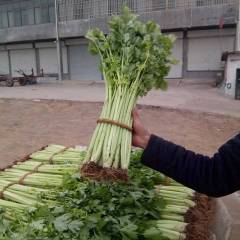 2018沂南芹菜 当地带根小西芹