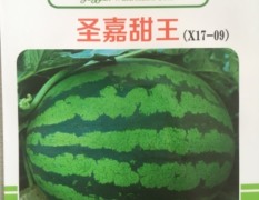 寿光甜王系列西瓜种子