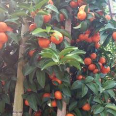 荔浦沙糖桔 荔浦砂糖橘