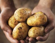 玉龙连片肥沃土豆种植基地诚邀合作