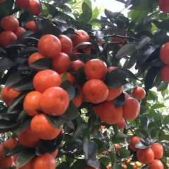 广西蒙山沙糖桔出售，价格2--3元