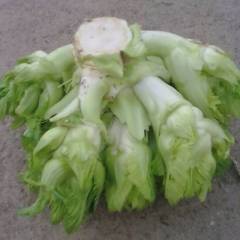 四川儿菜 迟熟儿菜，色泽好