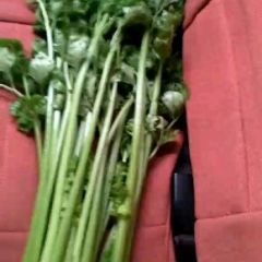 铜山芹菜 小西芹刚刚上市