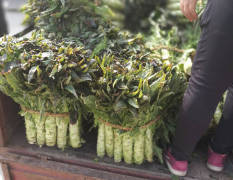 江苏东台红叶香莴苣大量上市，王世明真诚欢迎全国各地经销商光临选购