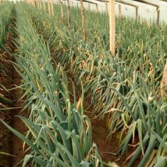 山东省安丘市铁秆大棚葱，葱质量好发饪全国各地市场。