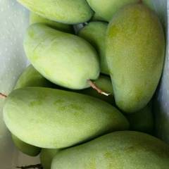 三亚现有大量的各类品种台农、贵妃