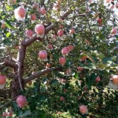 临猗苹果 上市水果明细