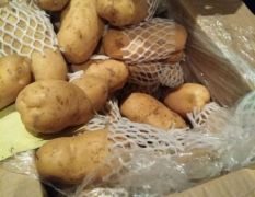 2018莱城土豆 出售冷库荷兰十五土豆