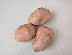 四子王旗大量土豆出售，20多顿有要的联系