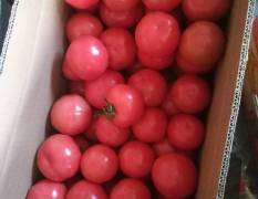 安徽泗县辖普罗旺斯西红柿价格适宜