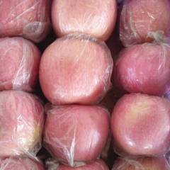 山西运城红富士苹果大量供应中